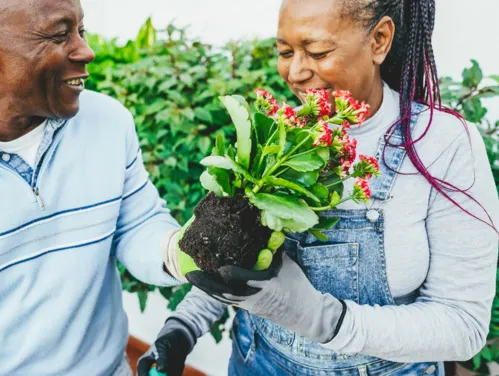 Mature adults gardening
